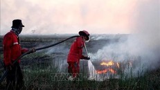 Indonesia nỗ lực dập lửa bảo vệ các khu rừng bảo tồn ở Đông Java