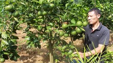 Người thuần hóa cam Vinh sống ở đất đồi