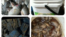 Rất nhiều người mua cá tươi, cá ươn thối về để ủ lấy phân nước cá tưới rau.