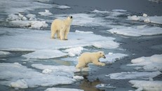 Gấu Bắc cực phải đi xa hơn để tìm thức ăn do biến đổi khí hậu. Ảnh: Hurtigruten 