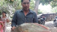 Anh Công vui mừng đánh bắt được cá sủ vàng "khủng". Ảnh: Minh Anh.