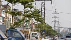Công ty TNHH MTV công viên cây xanh Hà Nội đã trồng hàng trăm cây bàng Đài Loan dưới đường dây điện cao thế gần 2 tháng nay.