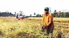 Sản xuất lúa ở miền Tây được xác định hướng đến thị trường trong và ngoài nước ở phân khúc gạo chất lượng cao. Ảnh: Cửu Long