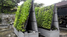 Gần đây Thạc sĩ Nguyễn Văn Quy - giảng viên khoa Nông học (Đại học Nông lâm Huế) cùng nhóm nghiên cứu đã tạo ra "Hệ thống vườn đứng chữ A". 