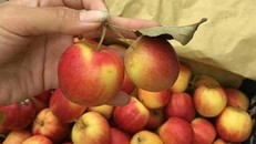 Táo Trung Quốc đội lốt Hà Giang đổ đống tại Hà Nội