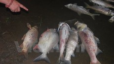 Nhiều cá thể cá rất lớn chết dạt vào bờ hồ Nam Linh Đàm (Ảnh: Sơn Bách/Vietnam+)