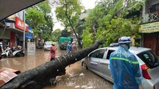 Cây xanh đổ đè bẹp ô tô tại phố Hàng Chiếu (Hoàn Kiếm). Ảnh TTXVN