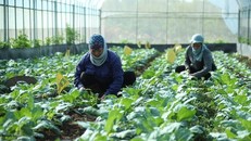 Tạo đột phá để nông nghiệp Hà Nội tăng trưởng bền vững