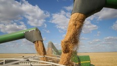 Belarus: Cho phép xuất khẩu ngũ cốc của Ukraine