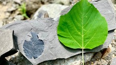 Hóa thạch: Khi đá kể chuyện vạn năm