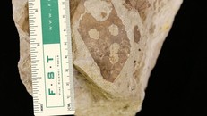 Lá cây hoá thạch được tìm thấy tại lưu vực Hanna của Wyoming có niên đại khoảng 54 triệu năm, cho thấy sự phá hoại của côn trùng.