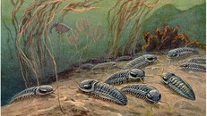 Phục dựng môi trường sống của bọ ba thùy.