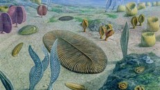 Phục dựng môi trường sống của Dickinsonia