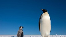 Phát hiện nơi ở mới của loài chim cánh cụt hoàng đế