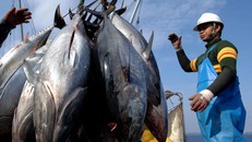 Lần đầu tiên cá ngừ trở thành ngành hàng giá trị tỷ USD tại Việt Nam