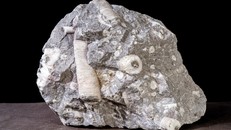 Hoá thạch Huệ biển (Crinoidea) tìm thấy ở Hà Giang, có niên đại 400 triệu năm (nằm trong Bộ sưu tập của Bảo tàng Hoá thạch Hà Nội).