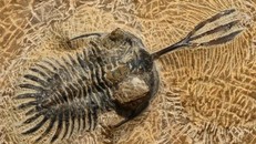 Hóa thạch Bọ ba thuỳ Walliserops có một sừng ba ngạnh đặc biệt