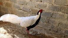 Gà lôi trắng được nuôi nhốt thử nghiệm tại Khu bảo tồn thiên nhiên Pù Hu, Thanh Hóa. 