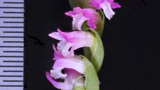 Hình ảnh về loài phong lan mới.