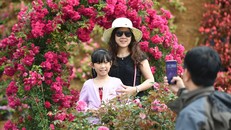 Lễ hội hoa hồng tổ chức tại Sa Pa năm 2022, thu hút hơn 30.000 du khách tham dự.