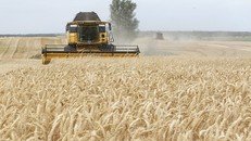 Thổ Nhĩ Kỳ áp thuế 130% với một số mặt hàng ngũ cốc nhập khẩu