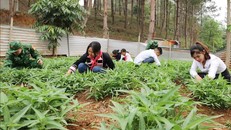 Cô trò Trường Phổ thông Dân tộc bán trú THCS Huổi Luông cùng các chiến sĩ thu hoạch rau xanh. 