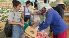 Sau khi tự tay hái các sản phẩm nông nghiệp công nghệ cao, du khách yên tâm hơn với các sản phẩm đảm bảo an toàn.