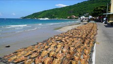 Phát triển thương hiệu cho sản phẩm cá khô Kiên Giang