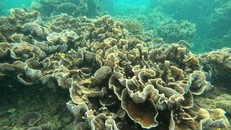 Nghiên cứu cảnh báo sóng nhiệt có thể kéo dài ở vùng nước biển sâu