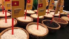 Giá gạo Việt Nam xuất khẩu tăng mức cao nhất trong 3 tháng