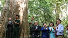 Đại biểu chụp tại cây di sản. Ảnh: TTXVN