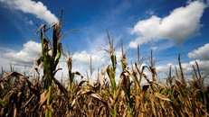 Nguy cơ tiếp diễn hiện tượng El Nino ở Bắc bán cầu 