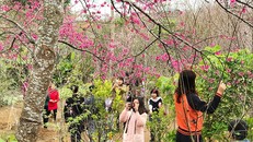 Rộn ràng lễ hội Hoa Anh Đào 