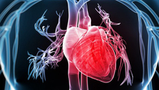 Phát hiện đột biến gene tạo máu liên quan đến nguy cơ mắc bệnh tim