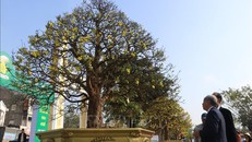 Xây dựng Huế trở thành xứ sở Hoàng mai Việt Nam