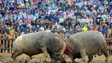 Lễ hội chọi trâu xã Hải Lựu thu hút đông đảo du khách tham dự