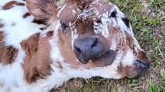 Mỹ: Xuất hiện bê có hai đầu bốn mắt