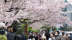 Tokyo mùa hoa anh đào rộ