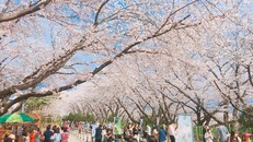 Hoa anh đào nở muộn gây thất vọng ở Hàn Quốc