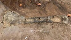 Phát hiện hóa thạch bò sát ăn cỏ thời tiền sử tại Trung Quốc