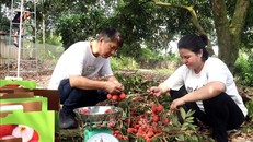 Người dân thu hoạch vải trứng. Ảnh: Đinh Văn Nhiều