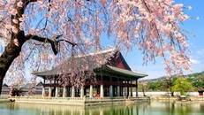 Hàn Quốc gia hạn thí điểm cấp visa du lịch theo đoàn đối với Việt Nam