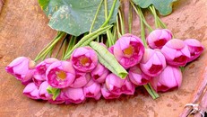 Bảo tồn và phát triển hoa sen Việt Nam