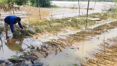 Bão Yagi: Nhiều diện tích lúa hè thu đã trổ bông tại các địa phương bị ngã đổ