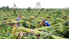 Bảo hiểm nông nghiệp chưa phát huy hiệu quả