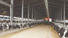 70.000 bò sữa được cho ăn thế nào để mang tới dòng sữa tươi sạch TH true MILK?