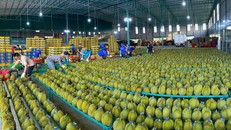 Từ lợi thế đến giá trị và thương hiệu của nông sản Việt