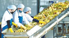 Mở đường cho nông sản Việt vào UAE