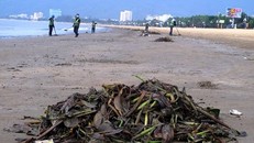 Bèo bị sóng cuốn dạt vào bãi biển Quy Nhơn. Ảnh: N.P.