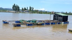 Lồng cá của một hộ dân thu lưới, để trống do cá chết. Ảnh: Văn Được.